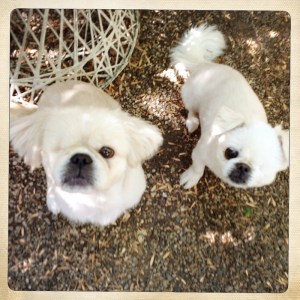 Photo of two half-blind dogs.