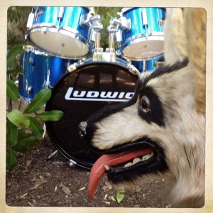 Photo of a stuffed dog and a child-size Ludwig drum kit at a Dumfuxx photo shoot.