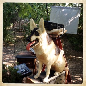 Photo of a stuffed dog sitting on a tape machine.