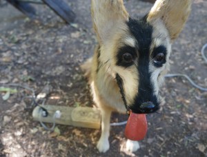 Photo of DaDa the stuffed dog at a Dumfuxx photo shoot.