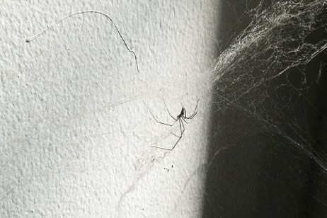 photo of a spider